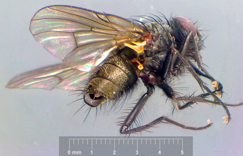 Helina setiventris